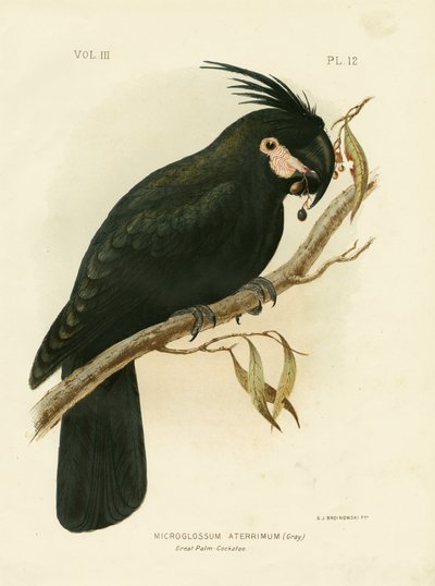 Palm Cockatoo, 1891 by Gracius Broinowski